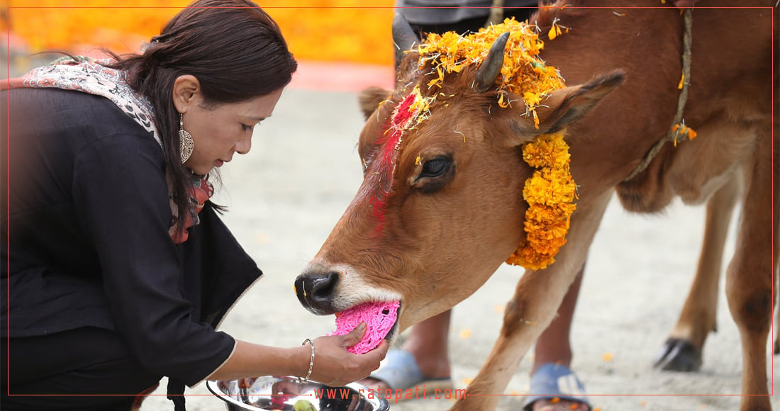 यसरी गरियो गाईगोरुको पूजा (फोटोफिचर)