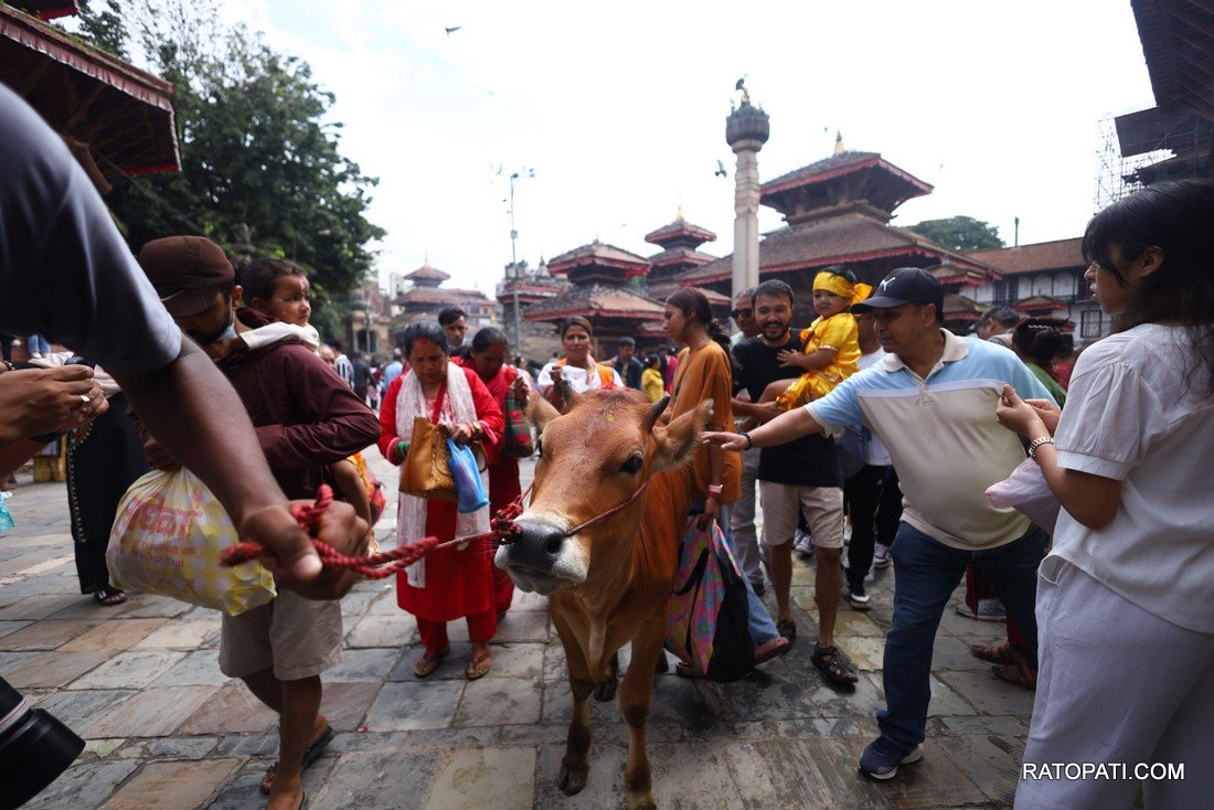 gaijatra (29)