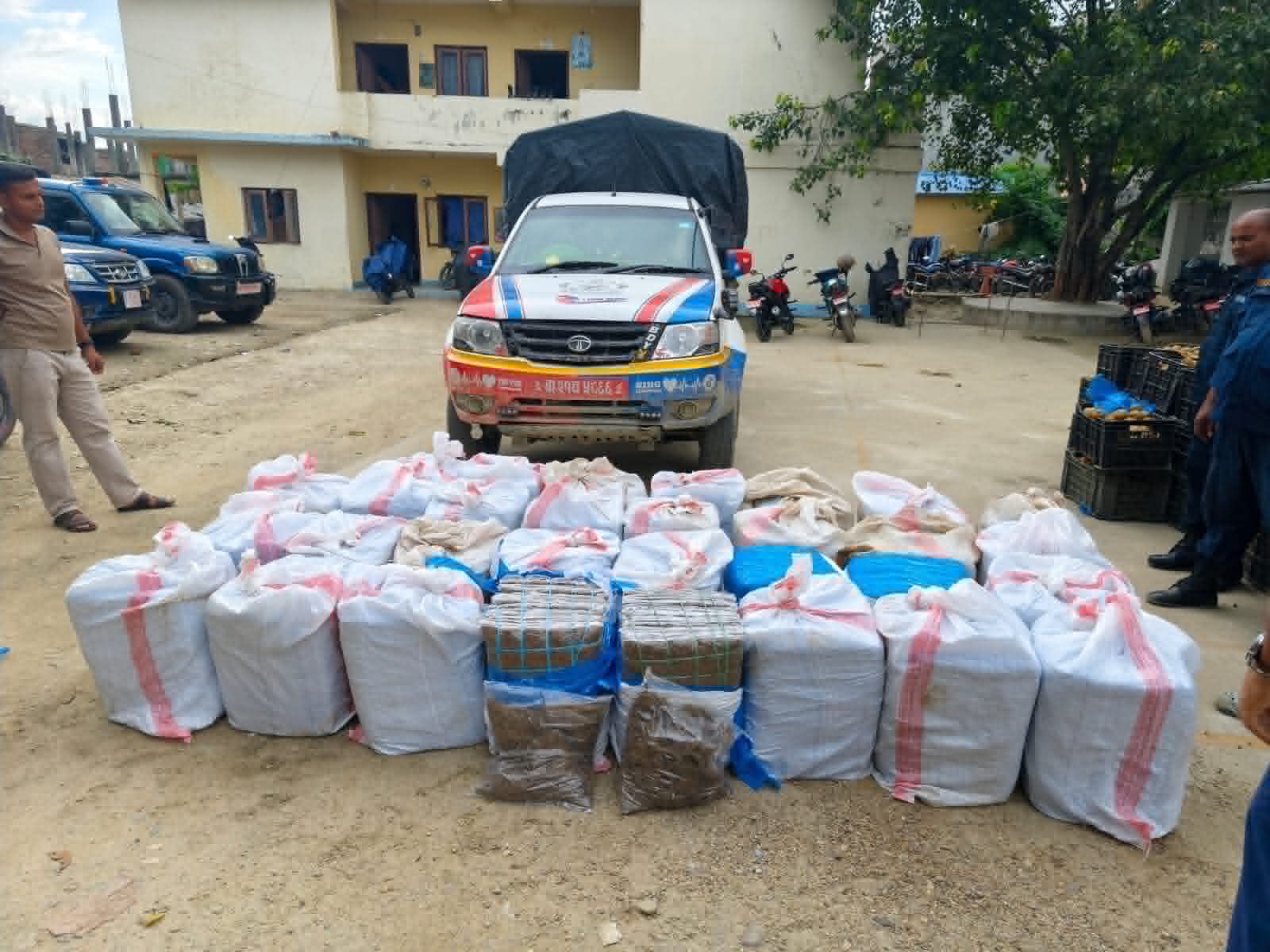 Police Recover 652kg Ganja Hidden in Fruit Vehicle in Lahan