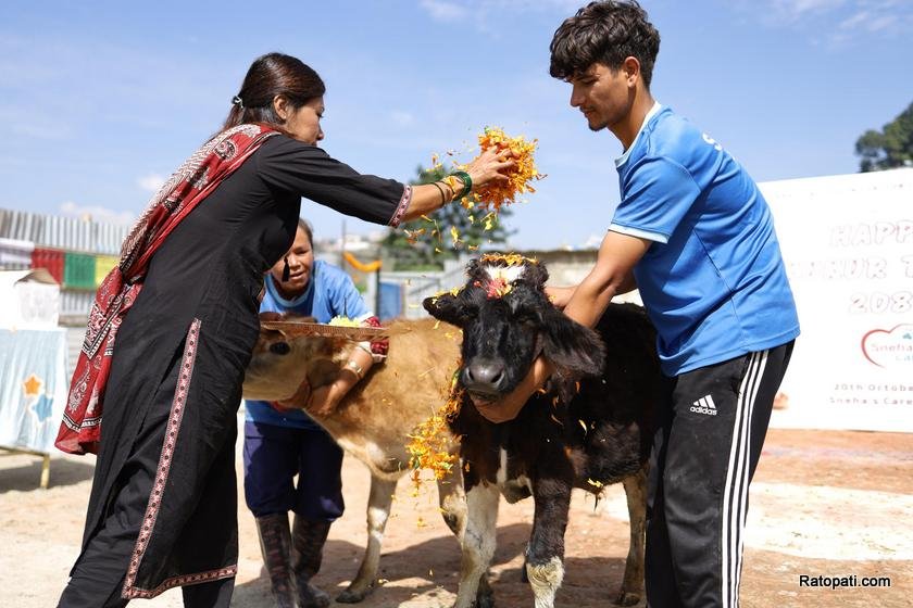 gau-goru-puja (1)