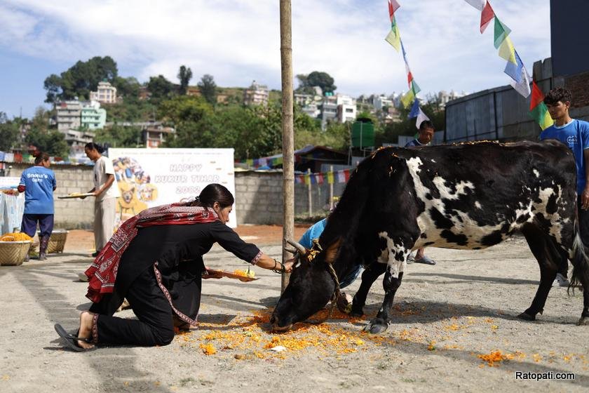 gau-goru-puja (11)