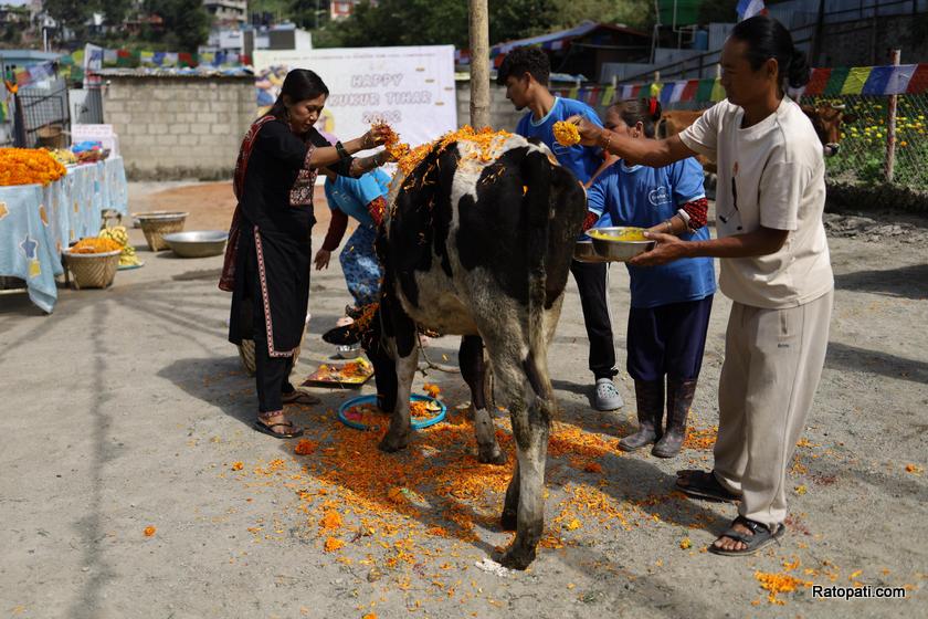 gau-goru-puja (13)