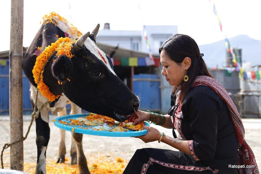 gau-goru-puja (15)