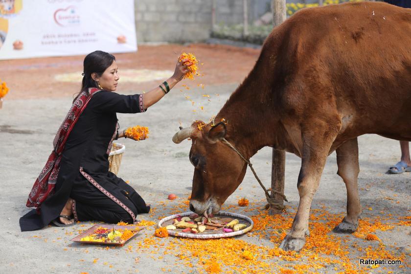gau-goru-puja (16)