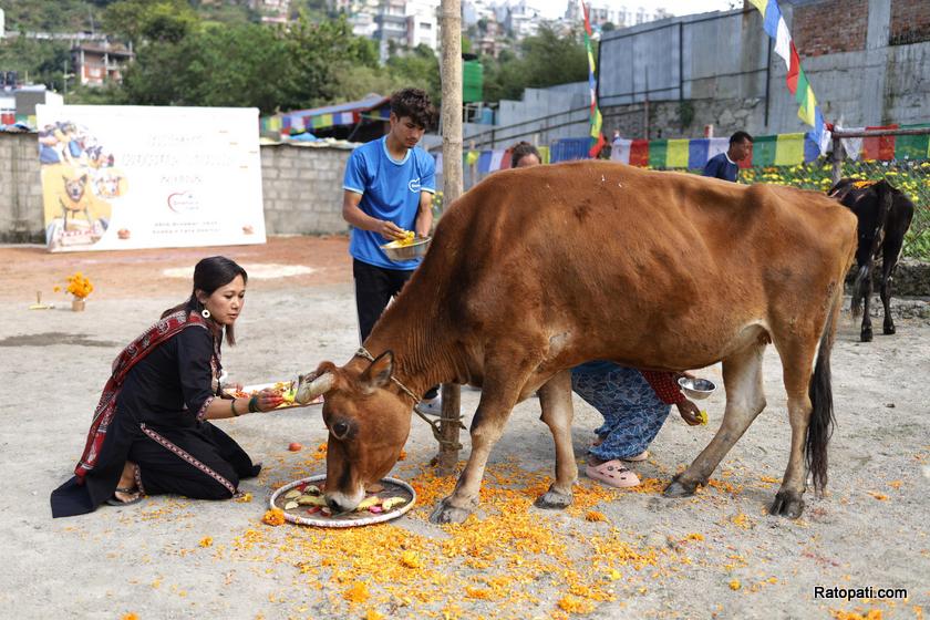 gau-goru-puja (18)