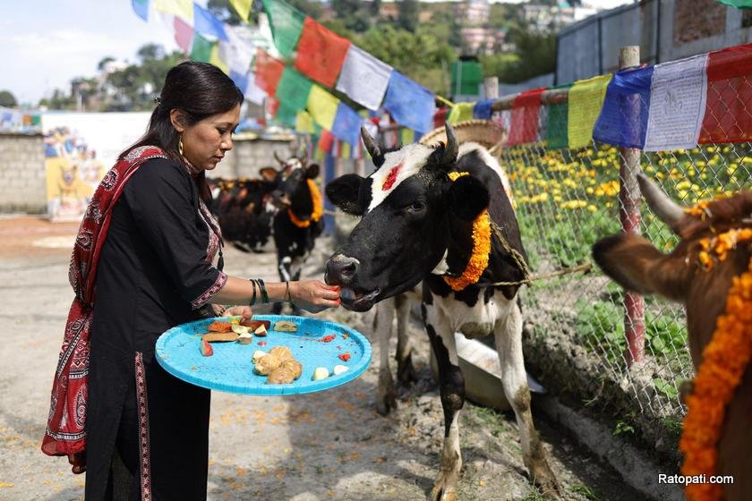 gau-goru-puja (20)