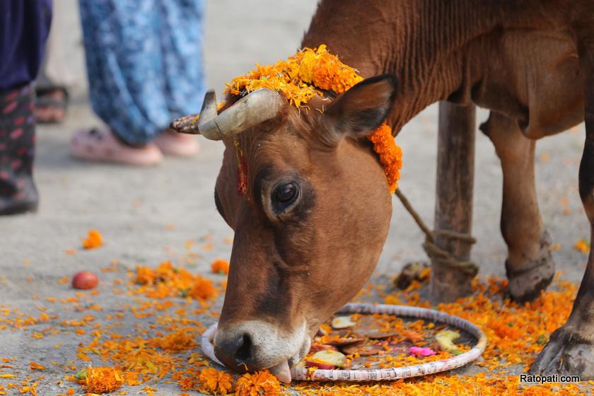 gau-goru-puja (22)