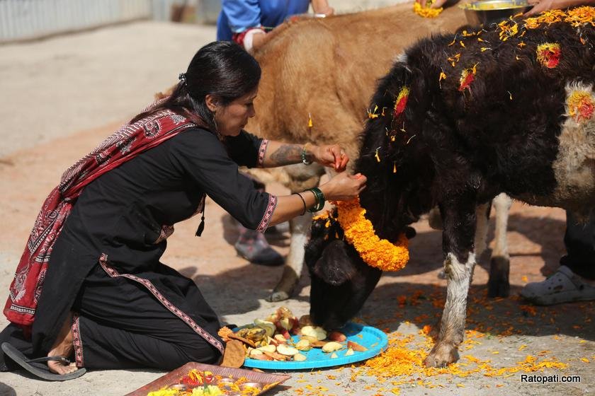 gau-goru-puja (3)