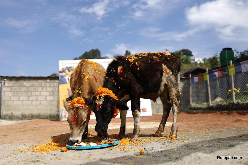 gau-goru-puja (4)