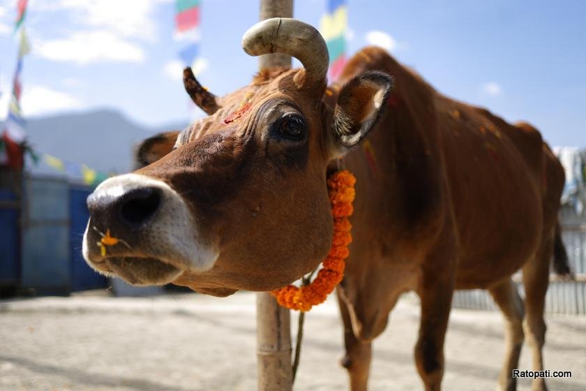 gau-goru-puja (7)
