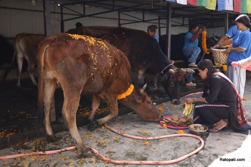 gau-goru-puja (9)