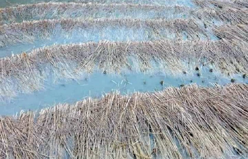gaubali