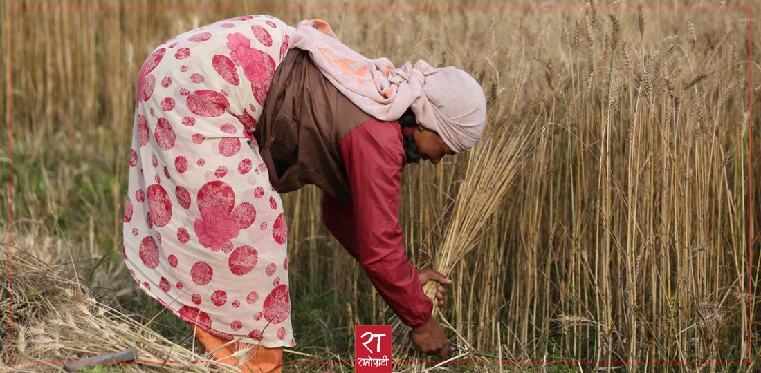   गहुँबाली भित्र्याउन किसानहरूलाई भ्याइनभ्याई (तस्बिरहरू)