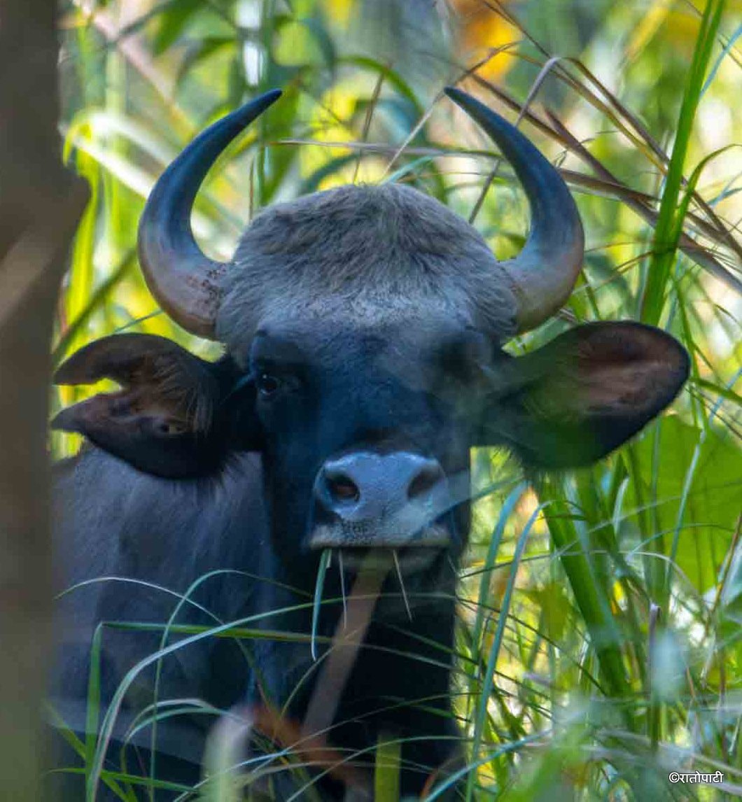 gaur (2)