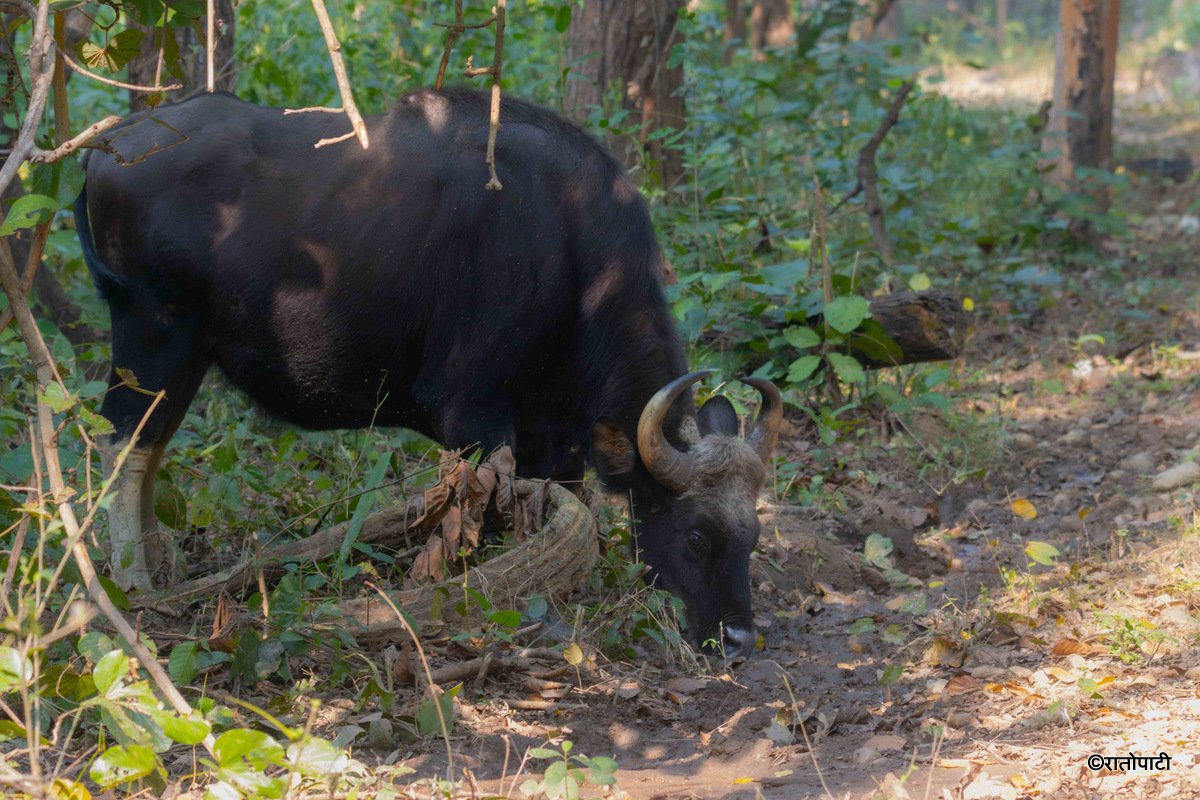 gaur (3)