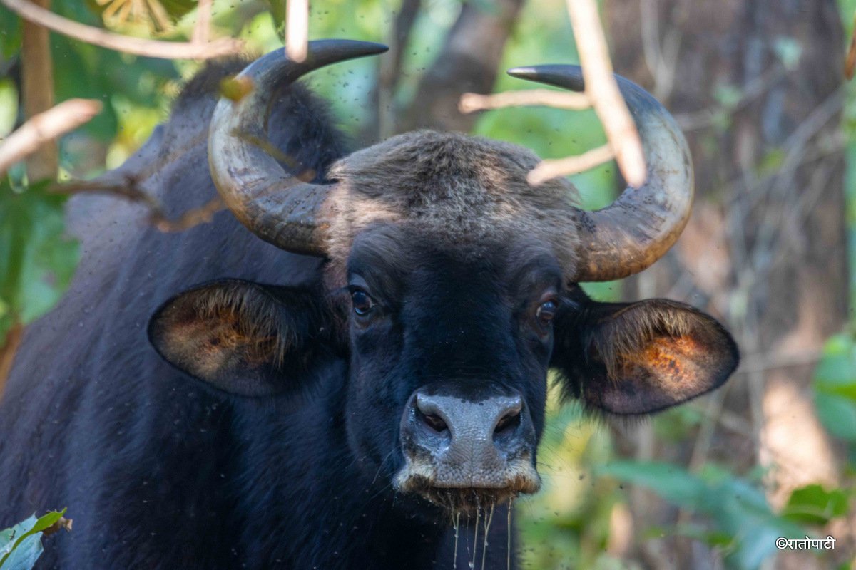 gaur (4)