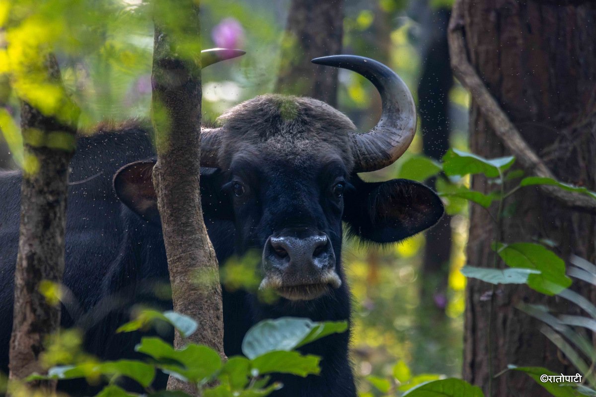 gaur (5)