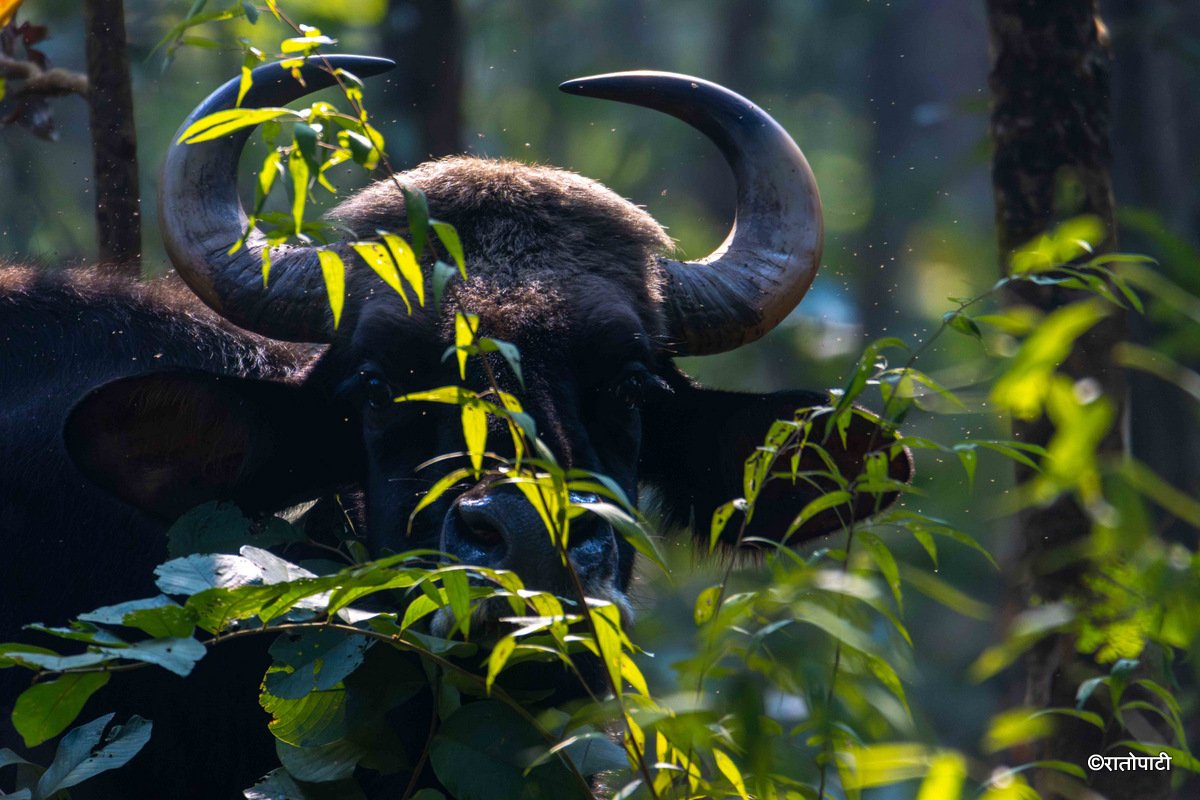 gaur (7)