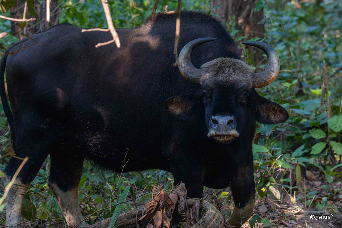 gaur (8)