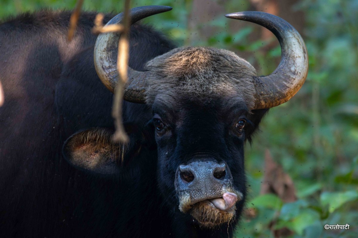gaur (9)