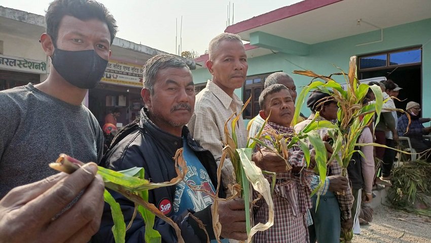 बारामा फौजी किरा र गभारोले मकै किसान आजित