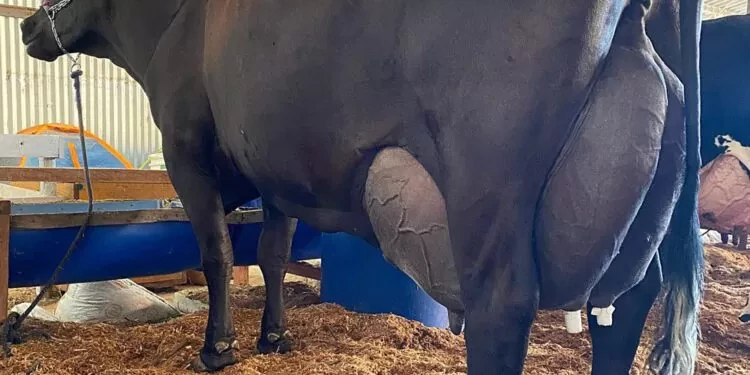   तीन दिनको अवधिमा ३४३ लिटर दुध उत्पादन गर्दै गाईले बनायो नयाँ रेकर्ड