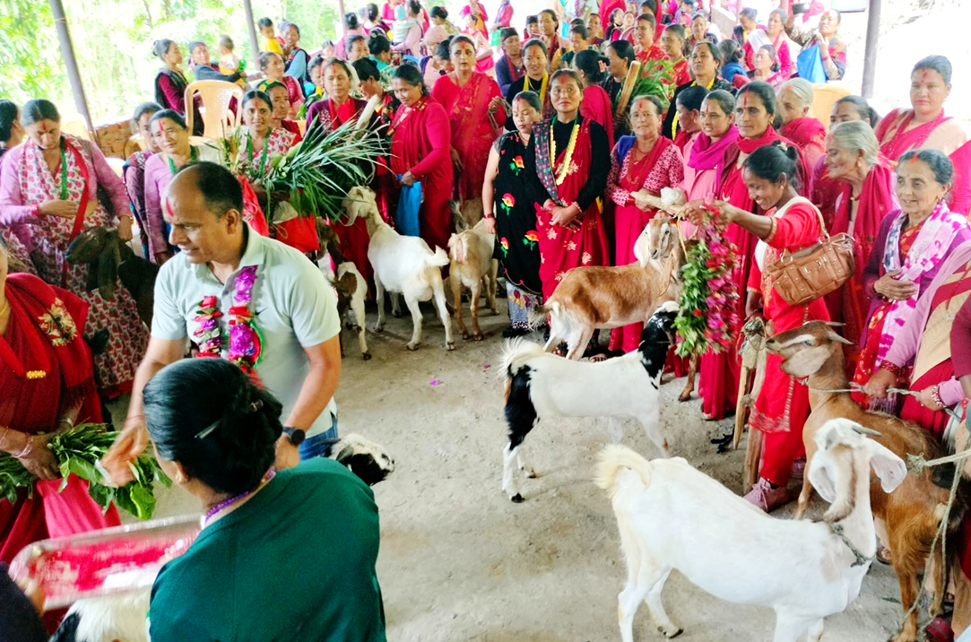 महिलालाई उद्यमसँग जोड्न बाख्रा उपहार