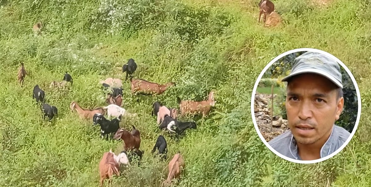  मलेसियाको ४८ घण्टे ड्युटी छाडेर कृषिमा जमेका रामबहादुर