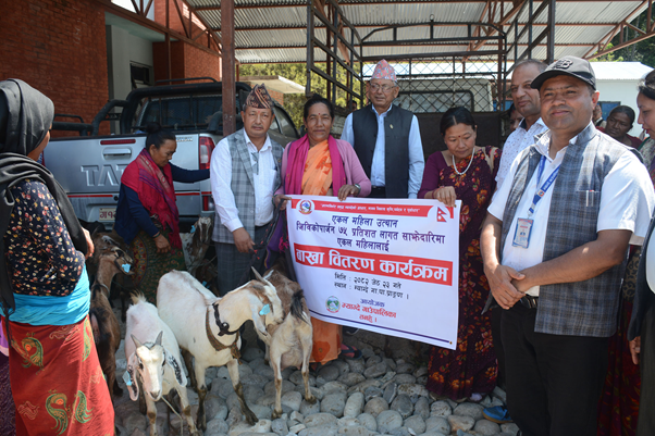 एकल महिलालाई ७५ प्रतिशत अनुदानमा बाख्रा