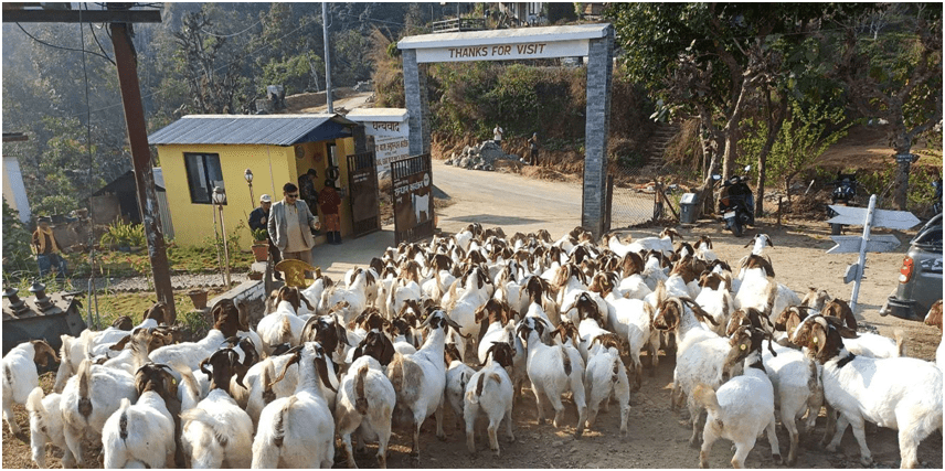 बोयर बोका र  खरी जातको बाख्राको माग उच्च