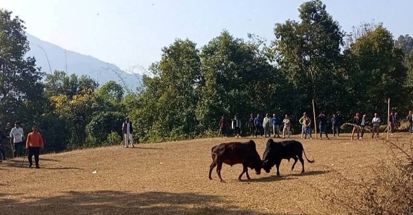 परेवाडाँडामा गोरु जुधाइ प्रतियोगिता