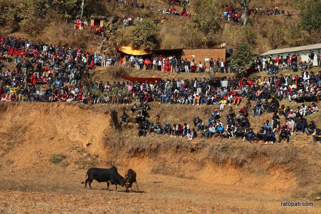 Goru judhai_nuwakot_bull fight_Nepal photo library10