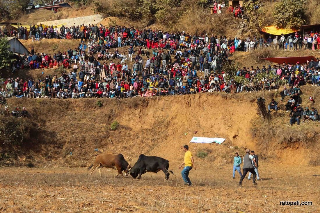 Goru judhai_nuwakot_bull fight_Nepal photo library11