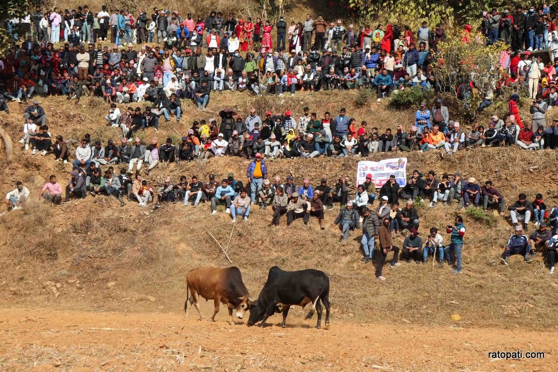 Goru judhai_nuwakot_bull fight_Nepal photo library12