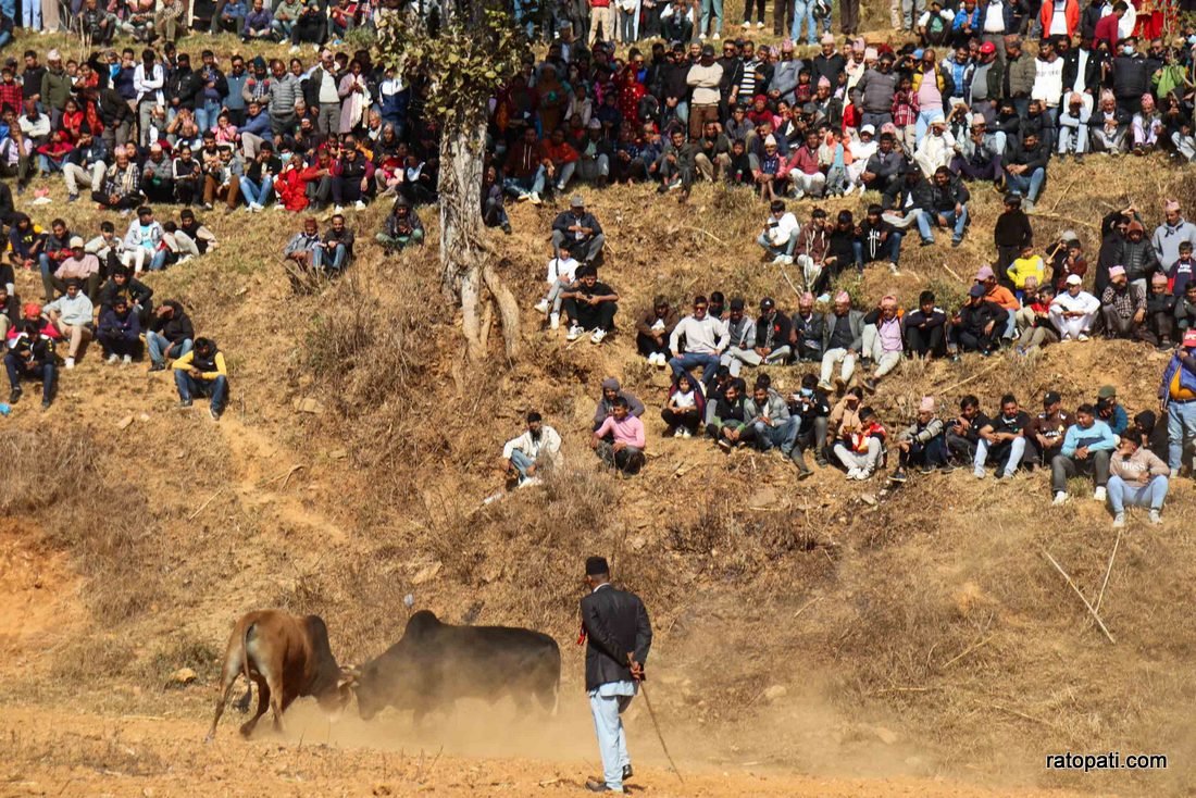 Goru judhai_nuwakot_bull fight_Nepal photo library13