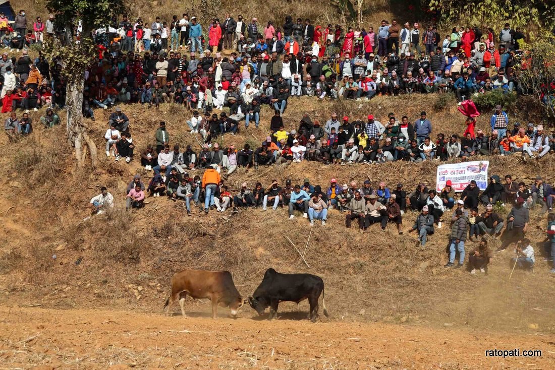 Goru judhai_nuwakot_bull fight_Nepal photo library14