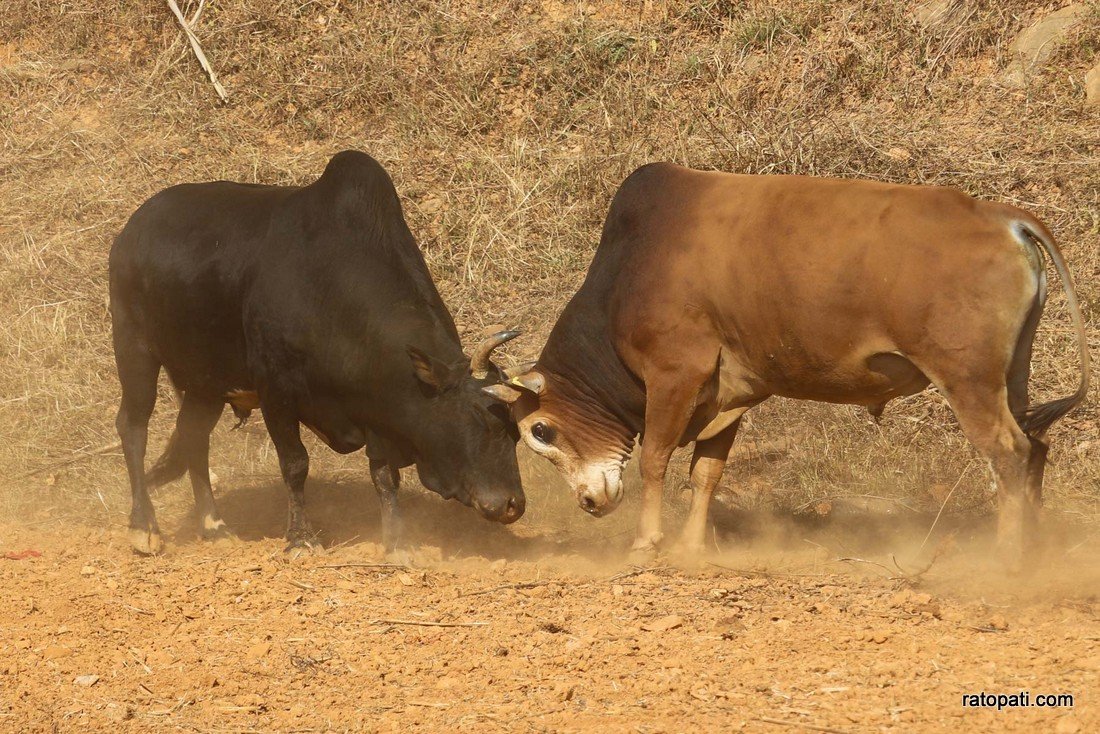 Goru judhai_nuwakot_bull fight_Nepal photo library15