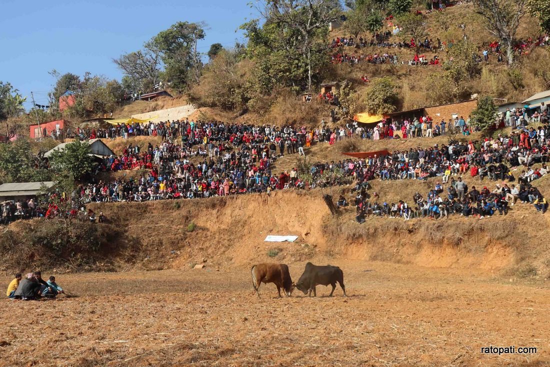 Goru judhai_nuwakot_bull fight_Nepal photo library16