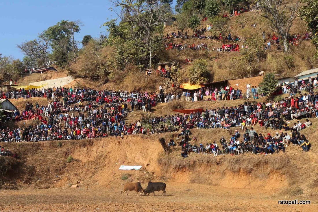 Goru judhai_nuwakot_bull fight_Nepal photo library17