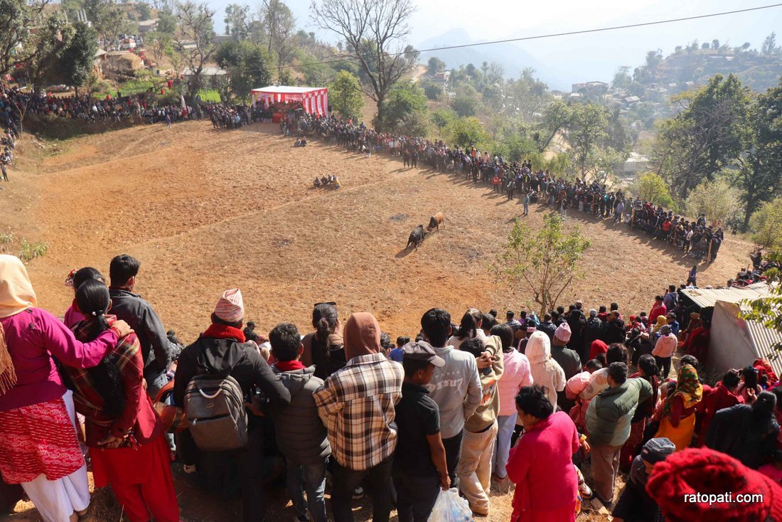 Goru judhai_nuwakot_bull fight_Nepal photo library18