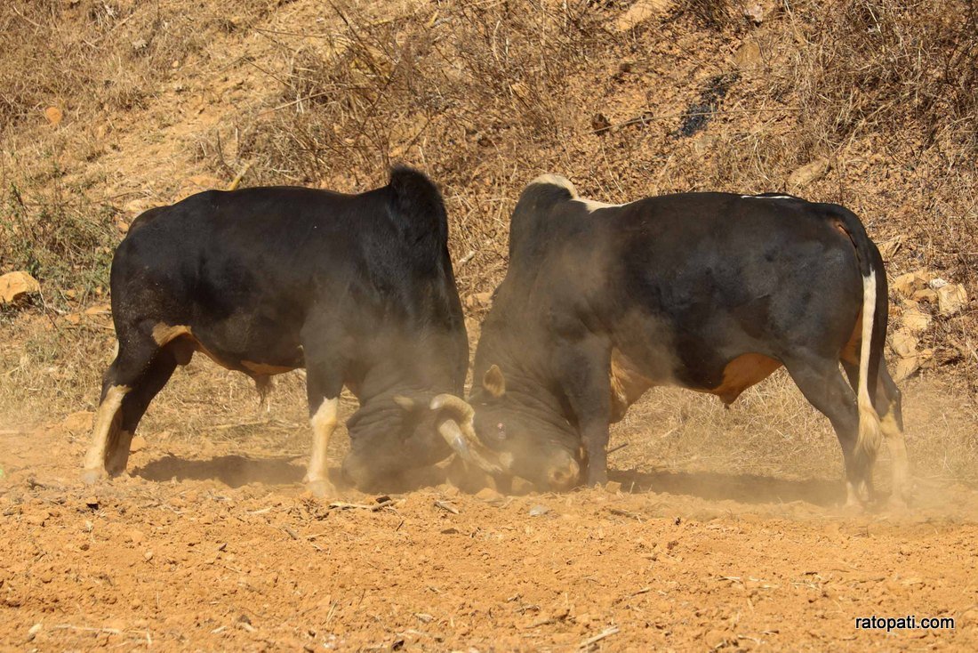 Goru judhai_nuwakot_bull fight_Nepal photo library3