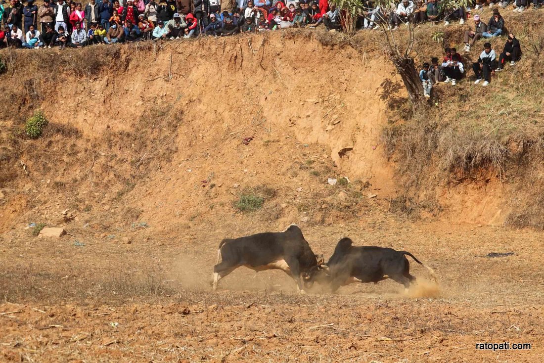 Goru judhai_nuwakot_bull fight_Nepal photo library4