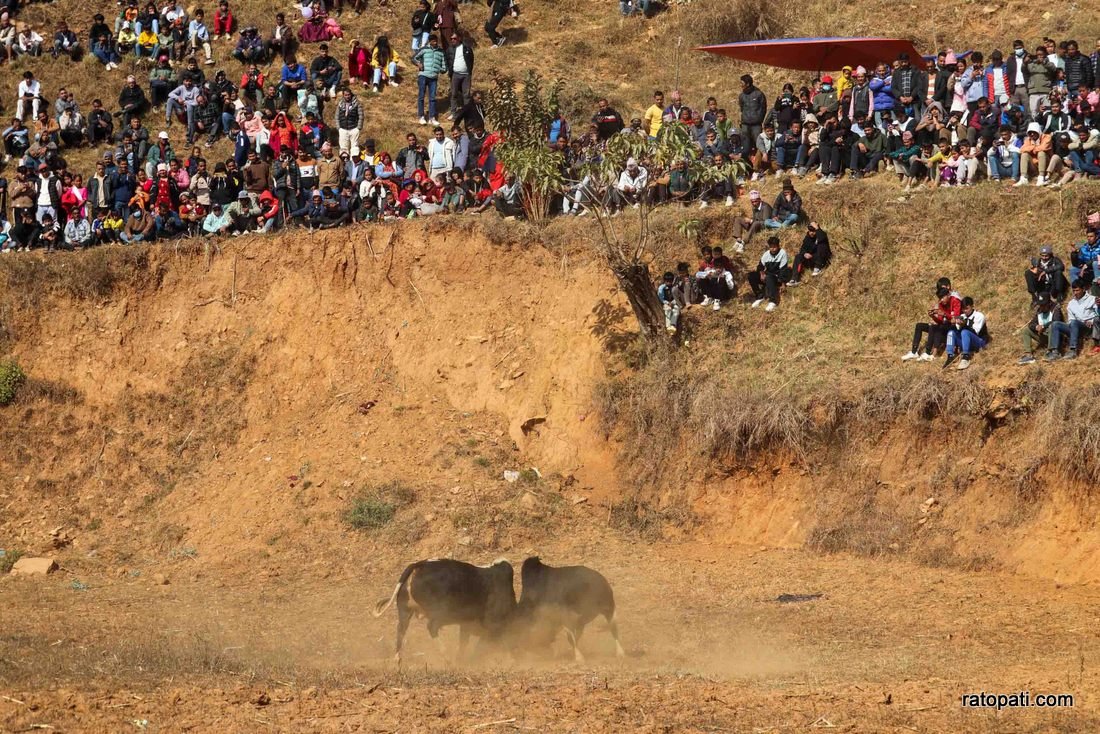 Goru judhai_nuwakot_bull fight_Nepal photo library5