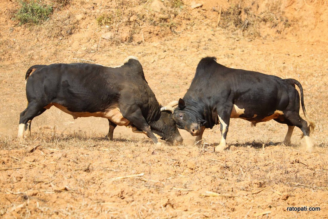 Goru judhai_nuwakot_bull fight_Nepal photo library6