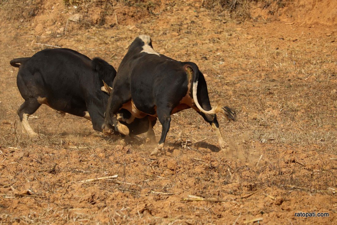 Goru judhai_nuwakot_bull fight_Nepal photo library7