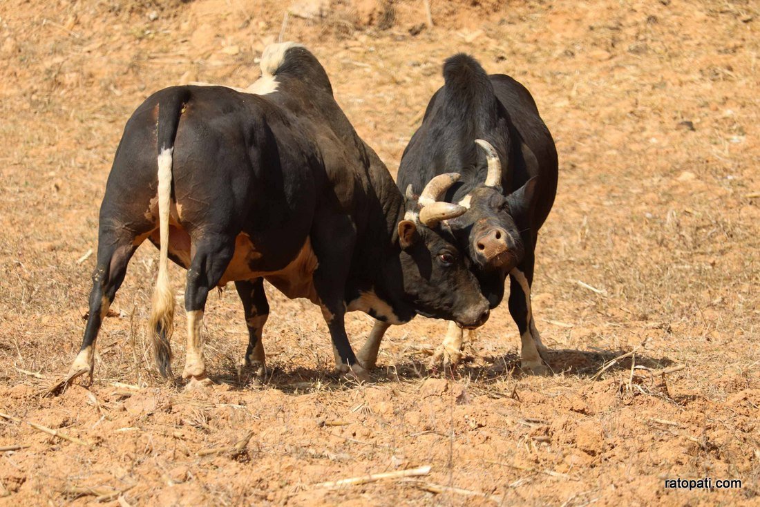 Goru judhai_nuwakot_bull fight_Nepal photo library8