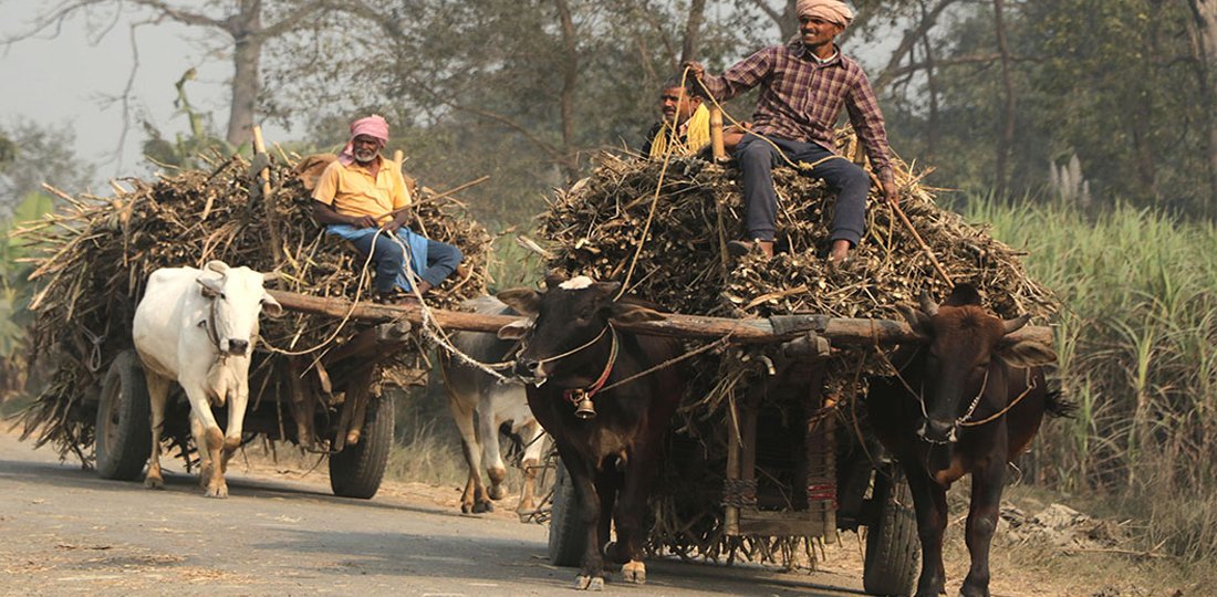 देखिन छाडे  गोरुगाडा