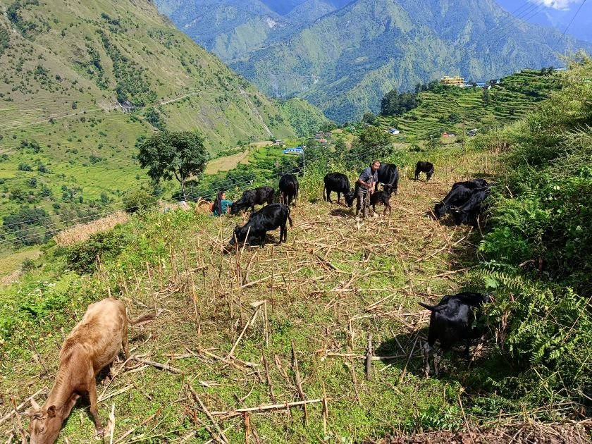   ‘बुकी’बाट बेँसी झर्न थाले गोठाला