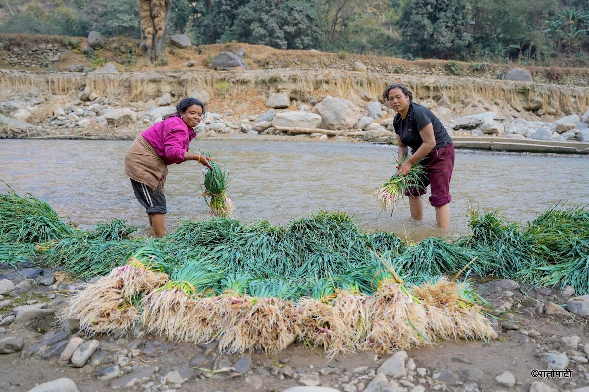 बेच्नुअघि हरियो लसुन पखाल्दै किसान, तस्बिरहरू