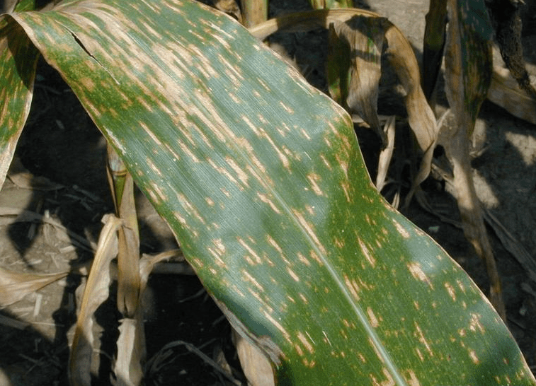 grey leaf spot